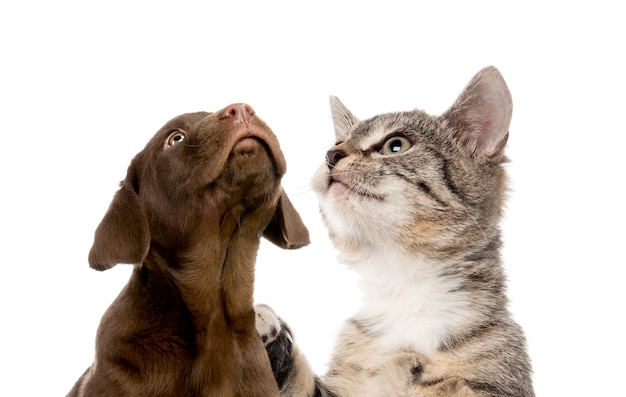 Filhote de cachorro labrador retriever chocolate gatinho de pêlo curto europeu em frente a uma parede branca