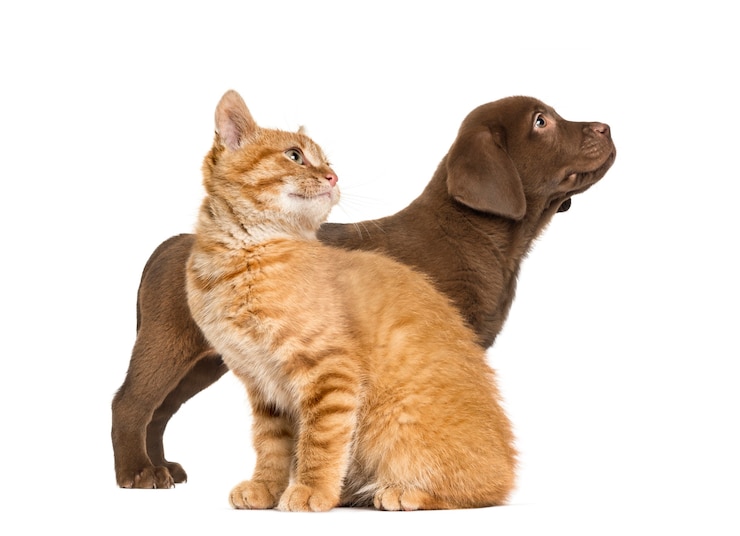 Foto filhote de cachorro labrador retriever e gato ruivo, na frente de um fundo branco