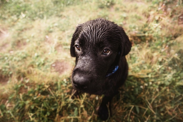 Filhote de cachorro labrador retriever preto