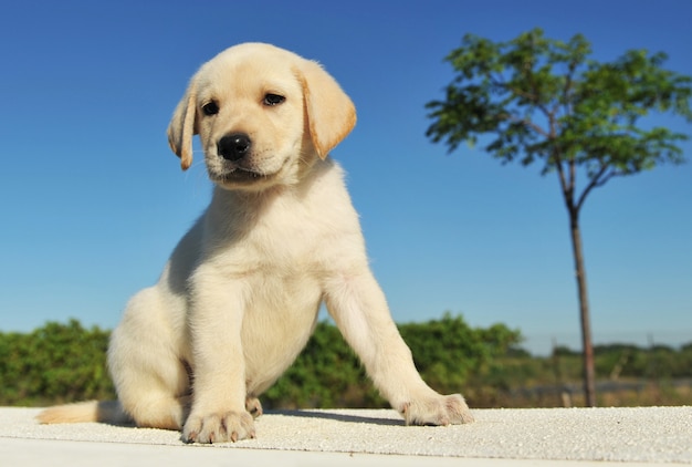 Foto filhote de cachorro labrador retriever