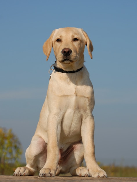 Filhote de cachorro labrador