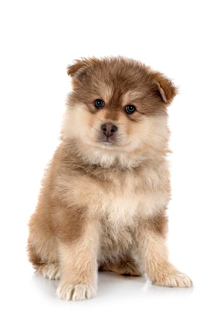 Filhote de cachorro Lapphund finlandês em estúdio