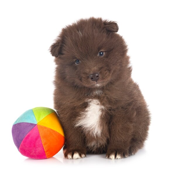 Filhote de cachorro Lapphund finlandês isolado no branco