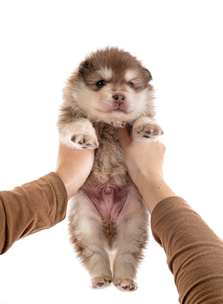 Filhote de cachorro Lapphund finlandês na frente de fundo branco