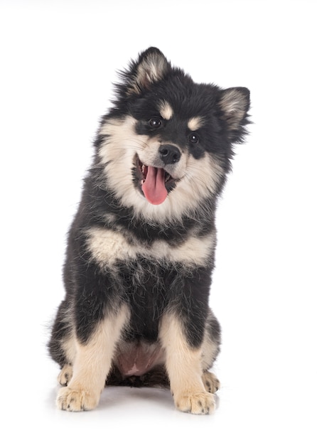 Filhote de cachorro Lapphund Finlandês