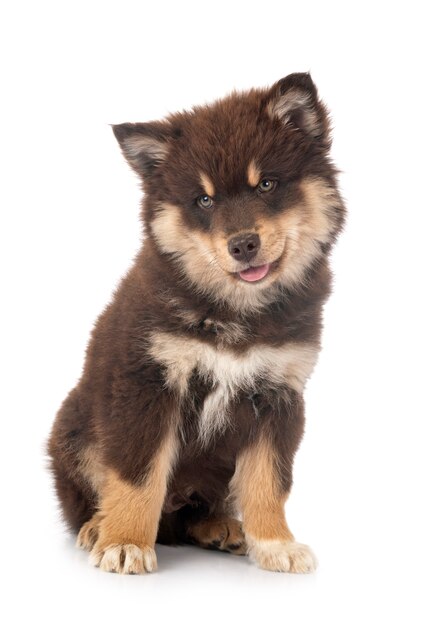 Filhote de cachorro Lapphund Finlandês