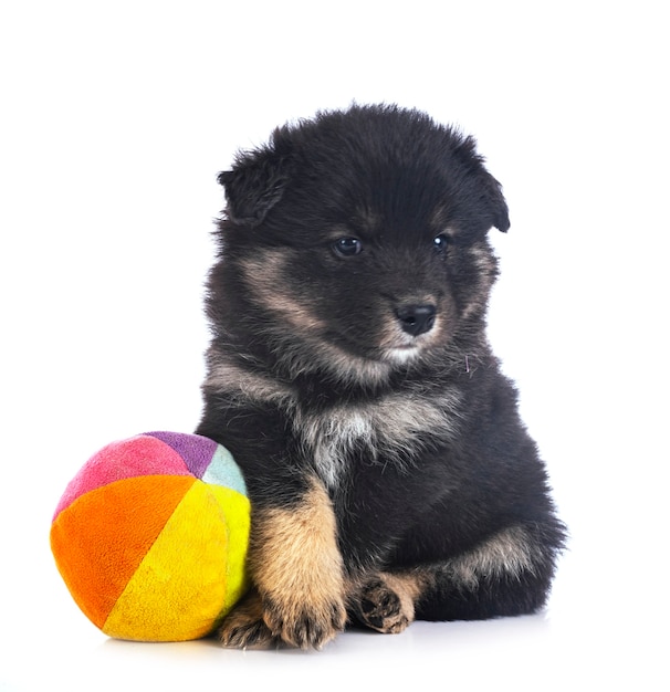 Filhote de cachorro Lapphund finlandês