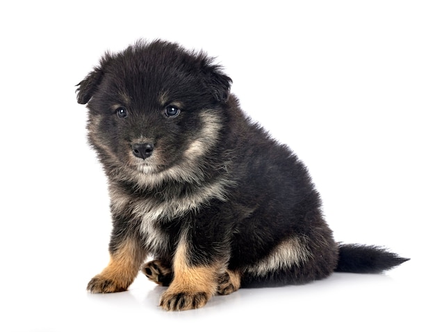 Filhote de cachorro Lapphund finlandês