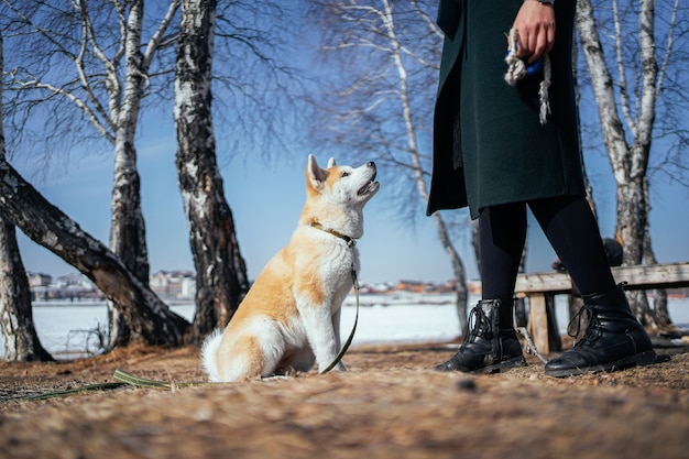 Filhote de cachorro leal akita inu olha para uma mulher de casaco verde escuro segurando um brinquedo de corda