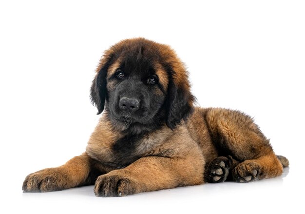 Filhote de cachorro leonberger em estúdio