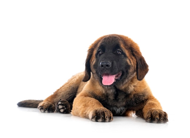 Filhote de cachorro leonberger em estúdio