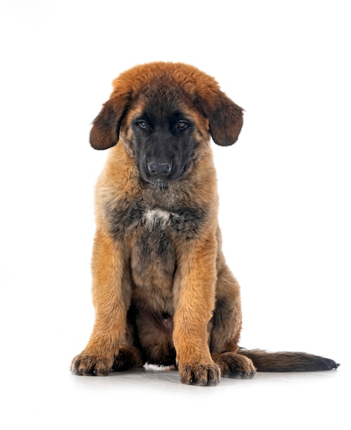 Filhote de cachorro leonberger em estúdio