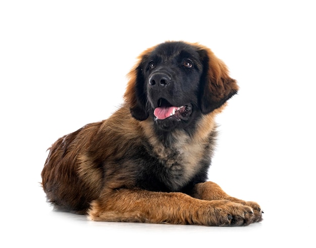 Filhote de cachorro leonberger em estúdio