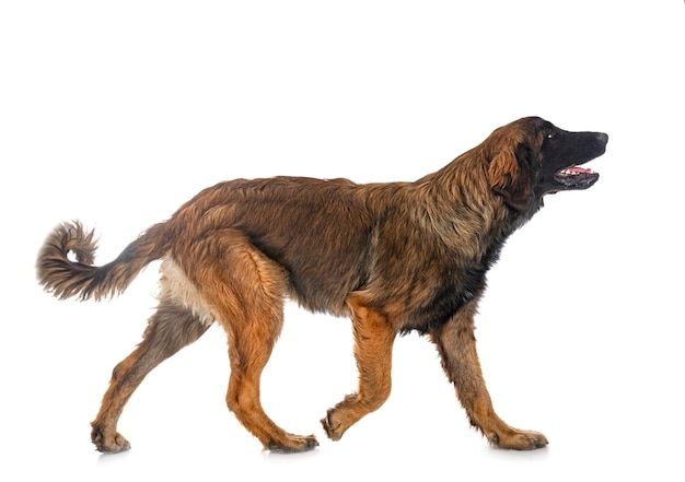 Filhote de cachorro Leonberger em estúdio