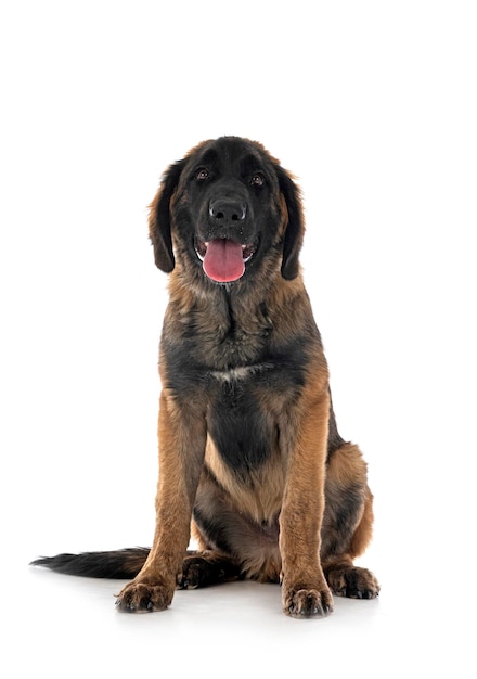 Filhote de cachorro Leonberger em estúdio