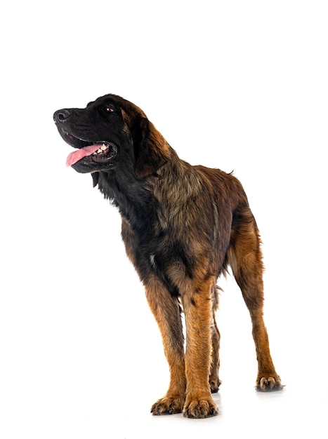 Filhote de cachorro leonberger em estúdio