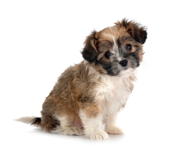 Filhote de cachorro Lhasa Apso na frente do fundo branco