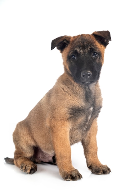 Filhote de cachorro malinois em branco