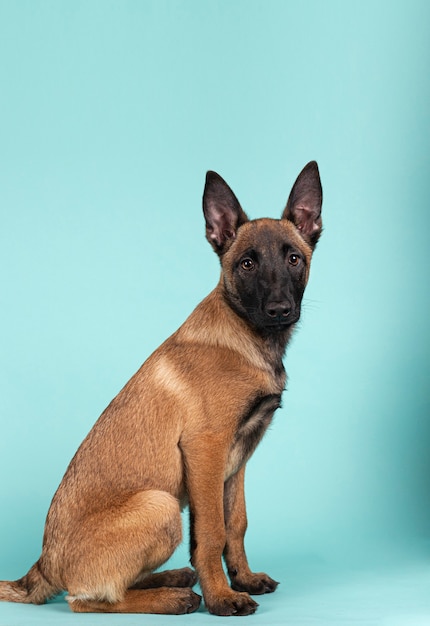 Filhote de cachorro Malinois fofo sentado em seu perfil, olhando para a câmera em um fundo colorido