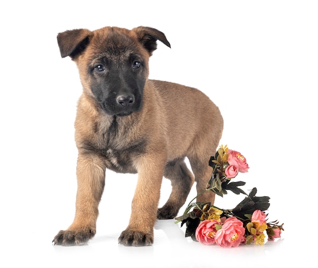 Filhote de cachorro malinois isolado