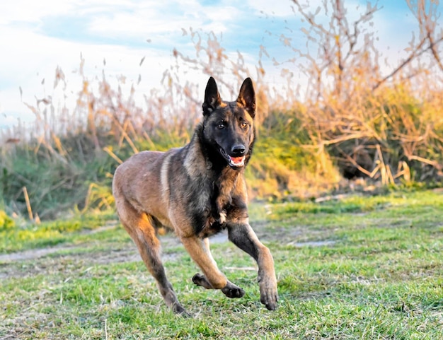 Filhote de cachorro malinois na natureza