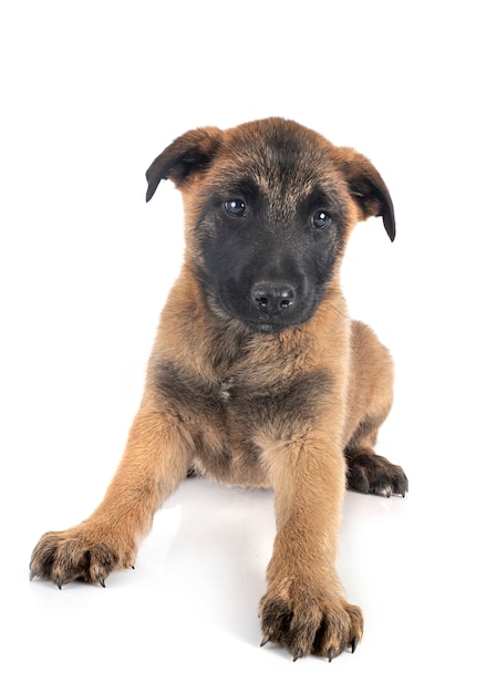 Filhote de cachorro malinois