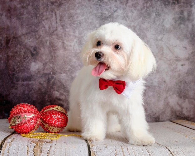 Foto filhote de cachorro maltês depois de se arrumar em um salão de beleza com língua de fora