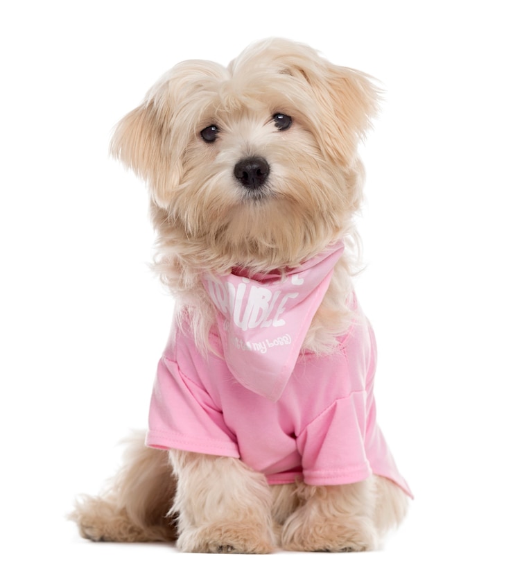 Foto filhote de cachorro maltês vestido sentado e olhando para a câmera