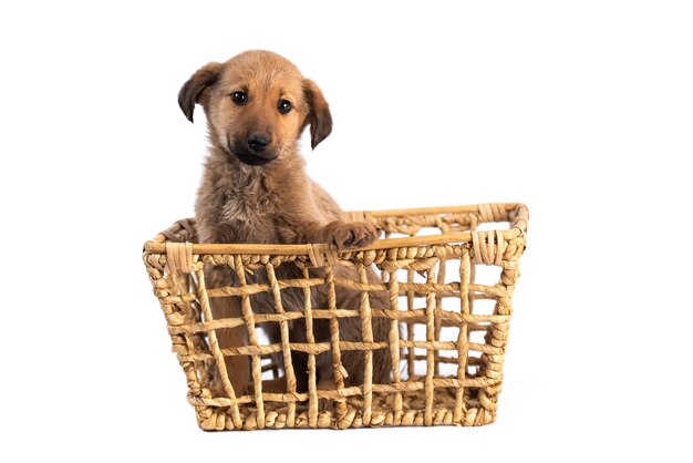 Filhote de cachorro marrom claro bonito na cesta isolado no fundo branco