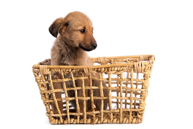 Filhote de cachorro marrom claro bonito na cesta isolado no fundo branco
