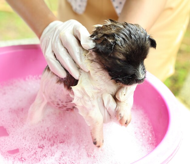 Filhote de cachorro na banheira