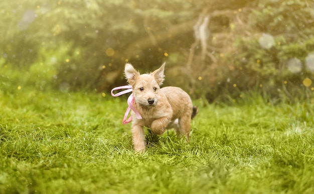 Filhote de cachorro na grama verde. Rescue Animal.A imagem de conto de fadas.