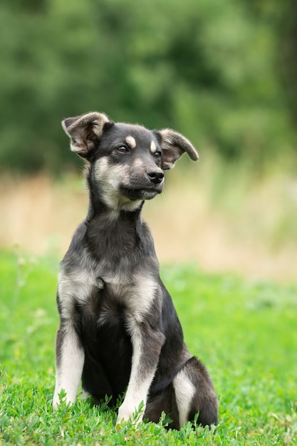 Filhote de cachorro na grama