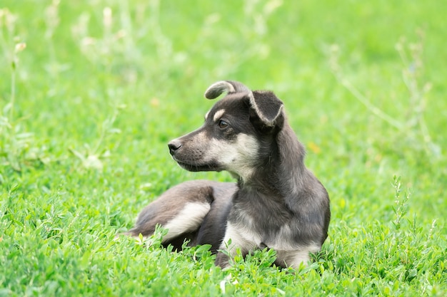 Filhote de cachorro na grama