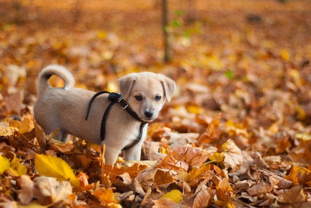 Filhote de cachorro no parque outono