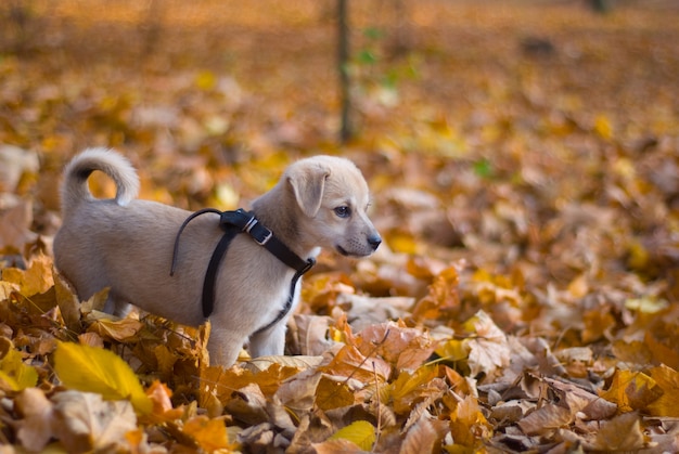 Filhote de cachorro no parque outono