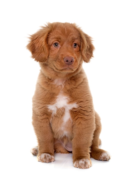 Filhote de cachorro Nova Scotia Duck Tolling Retriever