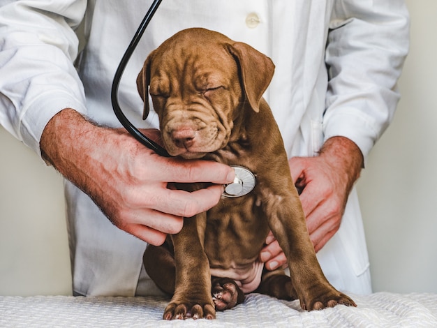 Filhote de cachorro novo e encantador com médico veterinário