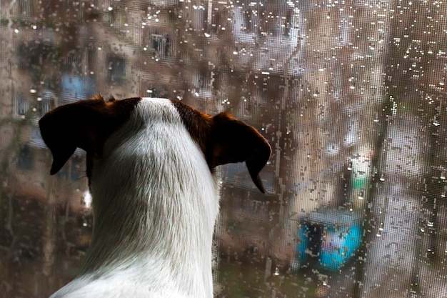 Filhote de cachorro olhando pela janela fora da chuva
