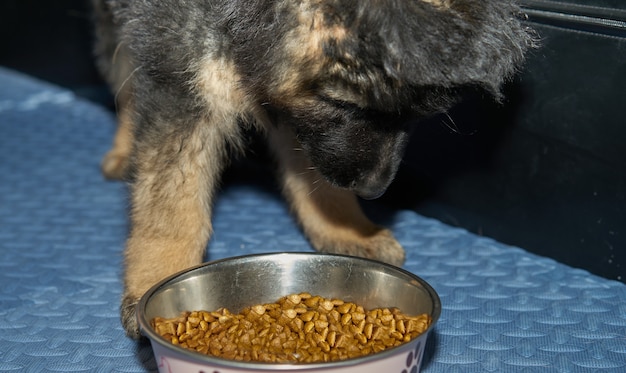 Foto filhote de cachorro pastor alemão comendo ração de cachorro em uma tigela no chão
