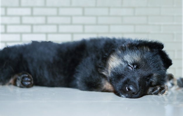 Filhote de cachorro pastor alemão dormindo no chão em frente à parede