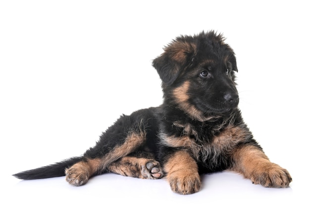 Filhote de cachorro pastor alemão na frente do branco