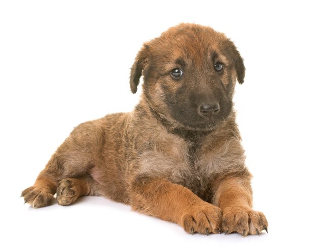 filhote de cachorro pastor belga cão laekenois