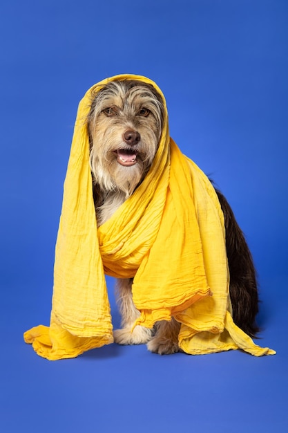 Filhote de cachorro peludo com um lenço na cabeça em um fundo azul