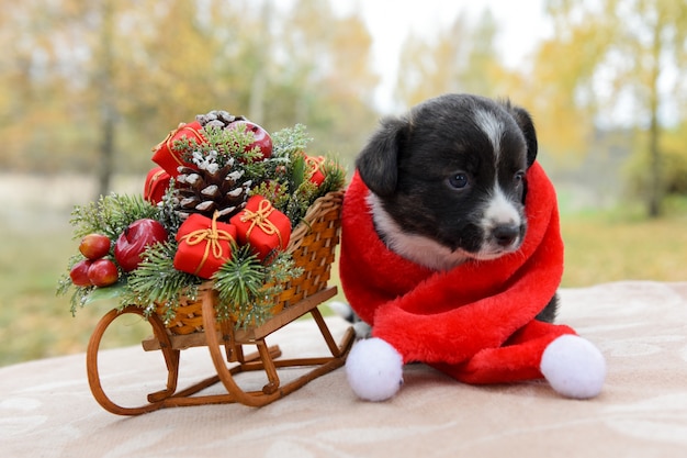 filhote de cachorro pembroke welsh corgi engraçado com trenó