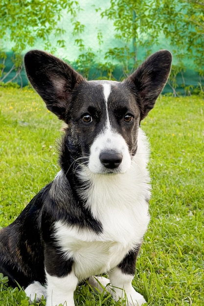 Filhote de cachorro Pembroke Welsh corgi no gramado verde Animais de estimação puro-sangue closeup