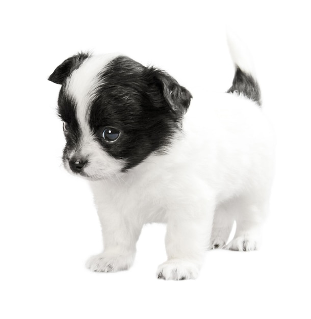 Filhote de cachorro pequeno branco-preto isolado no fundo branco. Toy terrier de pêlo comprido