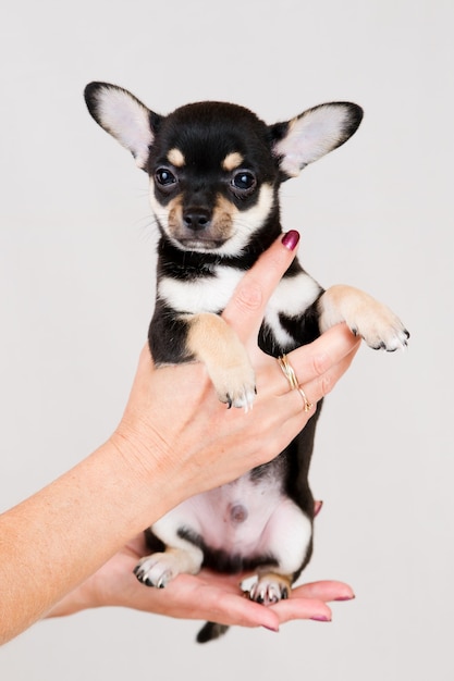 Filhote de cachorro pequeno de raça pura em branco