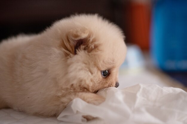 Filhote de cachorro pequeno e fofo da pomerânia, marrom claro, deitado em um bloco branco, mordendo papel de seda em foco suave