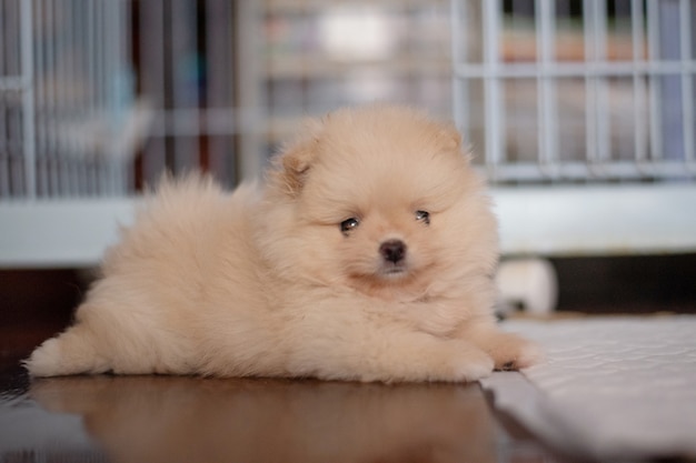 Filhote de cachorro pequeno e fofo da Pomerânia, marrom claro, deitado no chão de madeira, olhando para a câmera em foco suave